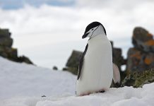 Bold Penguin has announced a new partnership with Adaptive Insurance, bringing the insurer’s parametric power outage protection to the Bold Penguin Placement Desk and expanding the range of climate-resilience solutions available to agents.