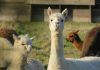 Alpaca raises $150m Series D at $1.15bn valuation