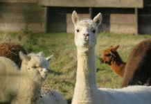 Alpaca raises $150m Series D at $1.15bn valuation Alpaca raises $150m Series D at $1.15bn valuation