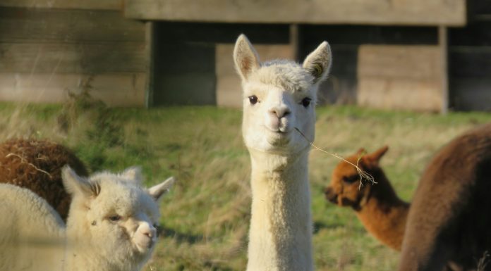 Alpaca raises $150m Series D at $1.15bn valuation