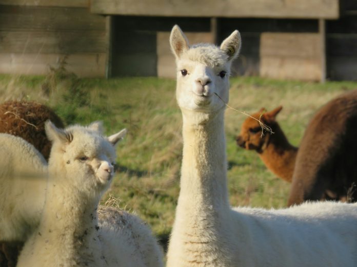 Alpaca raises $150m Series D at $1.15bn valuation