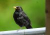 Blackbird.AI secures $28m to counter AI disinformation Blackbird.AI