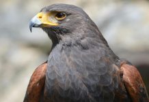 HawkSoft, an InsurTech provider specialising in agency management systems, and AgencyFocus, a financial advisory firm focused on supporting independent insurance agencies, have announced a strategic partnership designed to give agencies greater visibility and confidence in their financial performance.