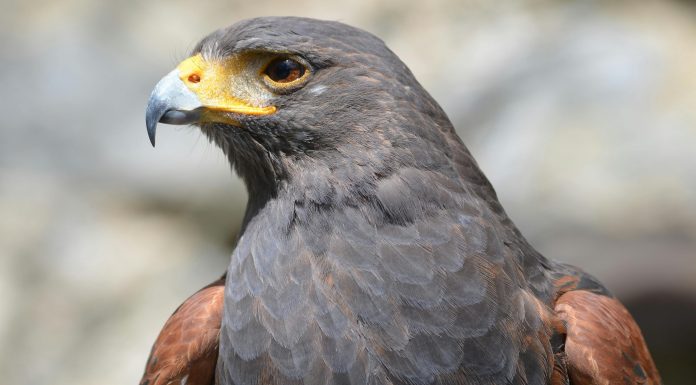 HawkSoft partners with AgencyFocus to boost financial clarity for agencies HawkSoft, an InsurTech provider specialising in agency management systems, and AgencyFocus, a financial advisory firm focused on supporting independent insurance agencies, have announced a strategic partnership designed to give agencies greater visibility and confidence in their financial performance.