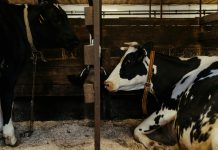 Cowbell appoints John Botros as CFO to drive profitability Cowbell, a provider of adaptive cyber and specialty insurance solutions for small and mid-market organisations, has named a new chief financial officer as it enters the next phase of its global growth strategy.