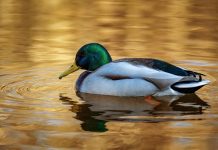 Duck Creek Technologies, a global P&C insurer, has been selected by Frankenmuth Insurance to modernise its agency and producer management capabilities as part of the insurer’s wider digital transformation programme.