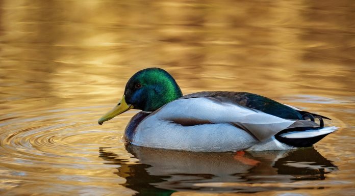 Duck Creek Technologies, a global P&C insurer, has been selected by Frankenmuth Insurance to modernise its agency and producer management capabilities as part of the insurer’s wider digital transformation programme.