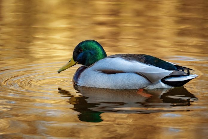 Duck Creek Technologies, a global P&C insurer, has been selected by Frankenmuth Insurance to modernise its agency and producer management capabilities as part of the insurer’s wider digital transformation programme.