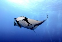 Mantas raises $1.77m to bring parametric insurance to cloud downtime