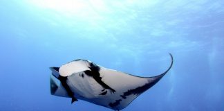 Mantas raises $1.77m to bring parametric insurance to cloud downtime