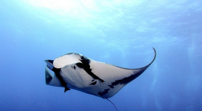 Mantas raises $1.77m to bring parametric insurance to cloud downtime