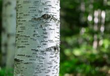 Birch Hill raises $2.5m for onchain lending Birch Hill raises $2.5m for onchain lending