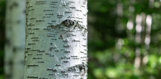 Birch Hill raises $2.5m for onchain lending