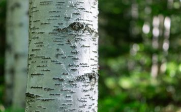 Birch Hill raises $2.5m for onchain lending Birch Hill raises $2.5m for onchain lending