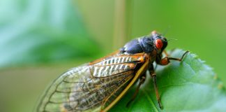 Cicada raises $13.5m to digitise Latin American bond markets