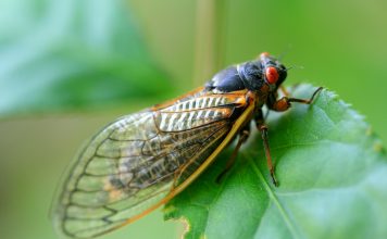 Cicada raises $13.5m to digitise Latin American bond markets