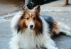 Lassie, the prevention-first pet insurer, has raised $75m in Series C funding as it looks to scale across Europe and challenge traditional models of pet insurance with a stronger focus on preventive care and automation.