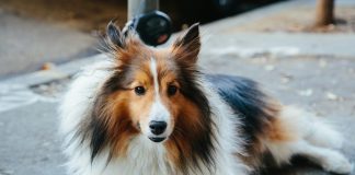 Lassie, the prevention-first pet insurer, has raised $75m in Series C funding as it looks to scale across Europe and challenge traditional models of pet insurance with a stronger focus on preventive care and automation.
