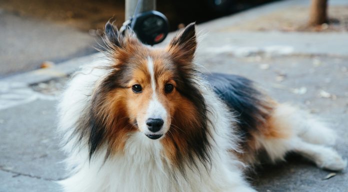 Lassie, the prevention-first pet insurer, has raised $75m in Series C funding as it looks to scale across Europe and challenge traditional models of pet insurance with a stronger focus on preventive care and automation.