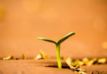 Sproutr, an insurance programme architect, has launched Program Placement Services to streamline carrier placement and accelerate insurance programme launches, expanding its capabilities to support programmes from early-stage design through to market entry.