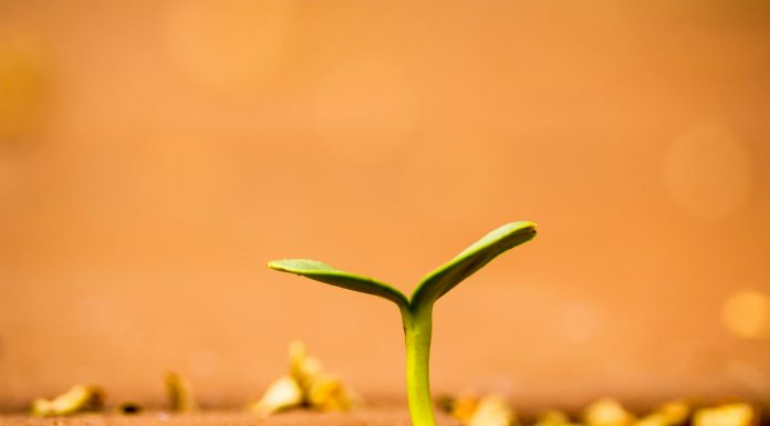 Sproutr, an insurance programme architect, has launched Program Placement Services to streamline carrier placement and accelerate insurance programme launches, expanding its capabilities to support programmes from early-stage design through to market entry.