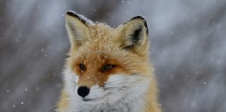 CyberFOX lands major growth financing to accelerate platform expansion