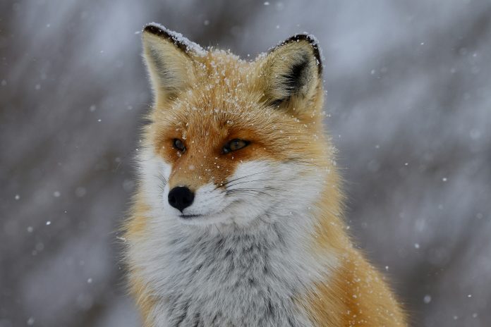 freezer-2z3FbIm5hgs-unsplash