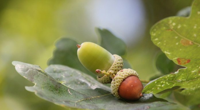 Simplifai and Acorn Group expand AI partnership to transform claims Simplifai, a provider of agentic AI solutions for property and casualty insurance claims, and Acorn Group, a UK insurance provider specialising in motor and property cover, have expanded their partnership following a successful initial deployment earlier this year.