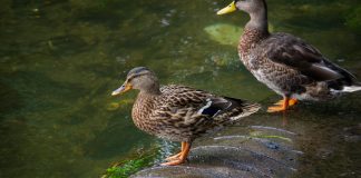 Duck Creek Technologies, a global provider of insurance software, has been selected by Anchor Group Management Inc., a technology- and analytics-focused managing general agency, to deploy its Duck Creek Payments Facilitator as part of a move to modernise insurance payment operations.