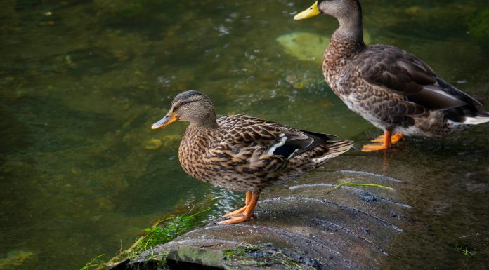 Duck Creek Technologies, a global provider of insurance software, has been selected by Anchor Group Management Inc., a technology- and analytics-focused managing general agency, to deploy its Duck Creek Payments Facilitator as part of a move to modernise insurance payment operations.