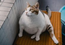 IG unveils Fat Cat Index exposing ISA fee gaps