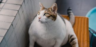 IG unveils Fat Cat Index exposing ISA fee gaps IG unveils Fat Cat Index exposing ISA fee gaps