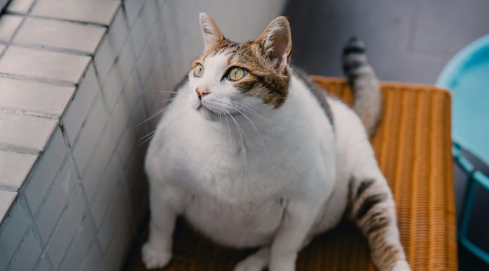 IG unveils Fat Cat Index exposing ISA fee gaps