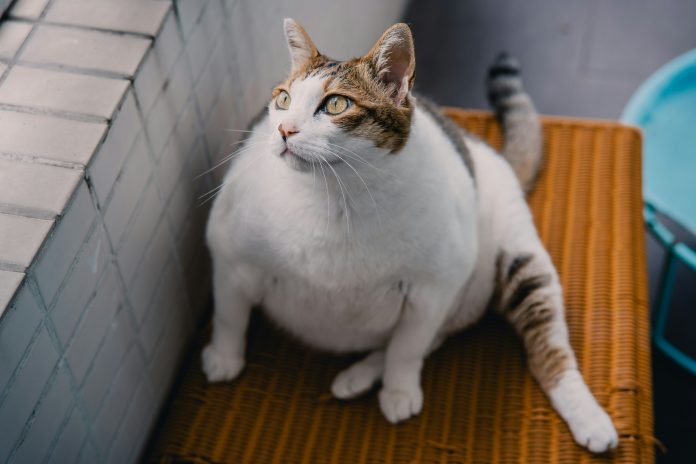 sherman-kwan-fsBAkfwbsPg-unsplash IG unveils Fat Cat Index exposing ISA fee gaps