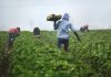 Ecuador rolls out parametric cover for farmers Ecuador