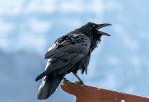 Raven raises $20m seed to stop app exploits at runtime