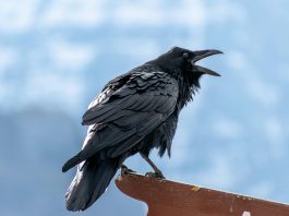 Raven raises $20m seed to stop app exploits at runtime