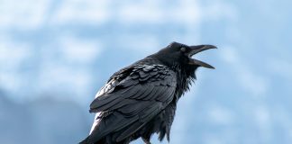 Raven raises $20m seed to stop app exploits at runtime