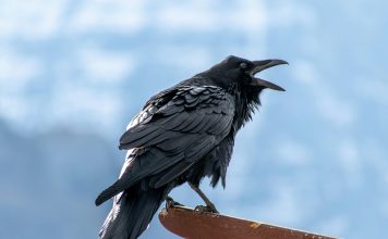 Raven raises $20m seed to stop app exploits at runtime