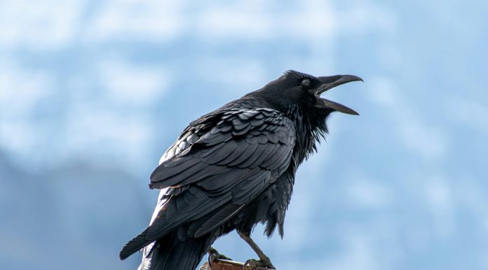 Raven raises $20m seed to stop app exploits at runtime