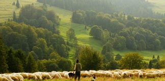 Shepherd, an AI-native commercial insurance platform, has raised $42m in a Series B round led by Intact Private Capital, bringing total funding to $67m.