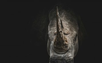 rhino