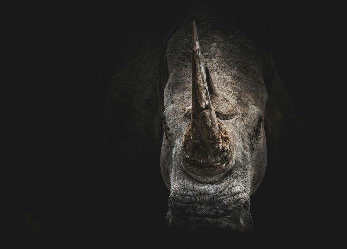 rhino