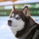 Huskeys raises $8m seed to modernise legacy web security