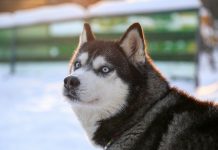 Huskeys raises $8m seed to modernise legacy web security
