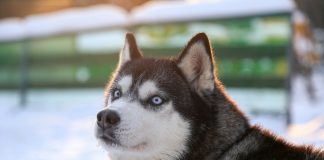 Huskeys raises $8m seed to modernise legacy web security