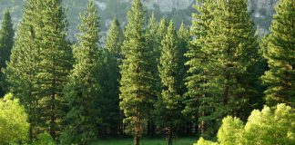 LSEG launches redesigned ESG scores for investors