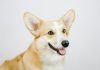 Corgi Insurance has acquired the Corgi.com domain as it continues building what it describes as the first fully integrated, AI-powered insurance carrier.