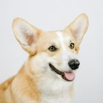 Corgi Insurance has acquired the Corgi.com domain as it continues building what it describes as the first fully integrated, AI-powered insurance carrier.