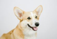 Corgi Insurance has acquired the Corgi.com domain as it continues building what it describes as the first fully integrated, AI-powered insurance carrier.